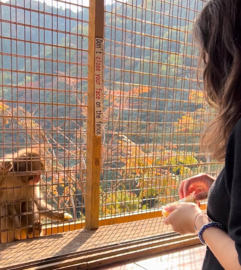 Feeding Snow monkeys at Arashiyama in Kyoto