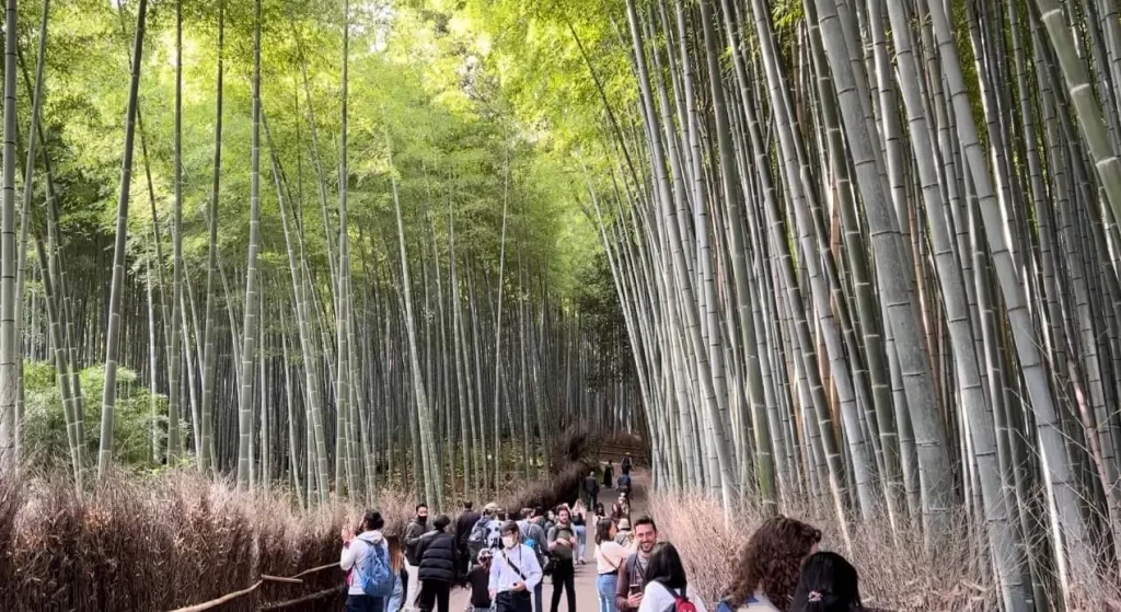 Bamboo Forest in Arashiyama in Kyoto