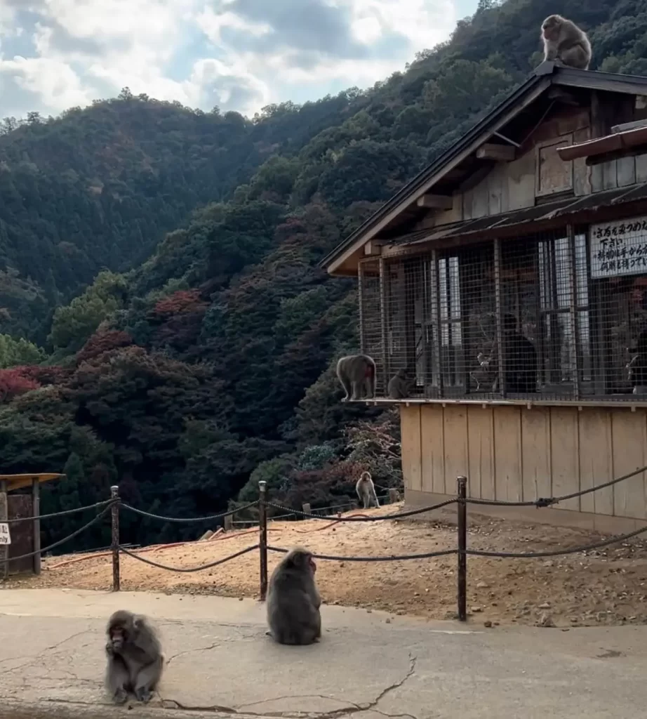 Arashiyama Monkey Park Hilltop