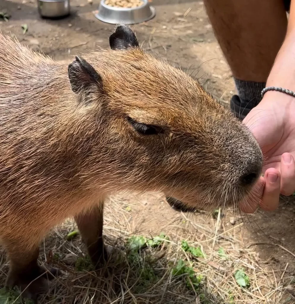 capybara