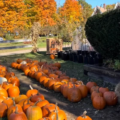 pumpkins, a great date ideas Boston option