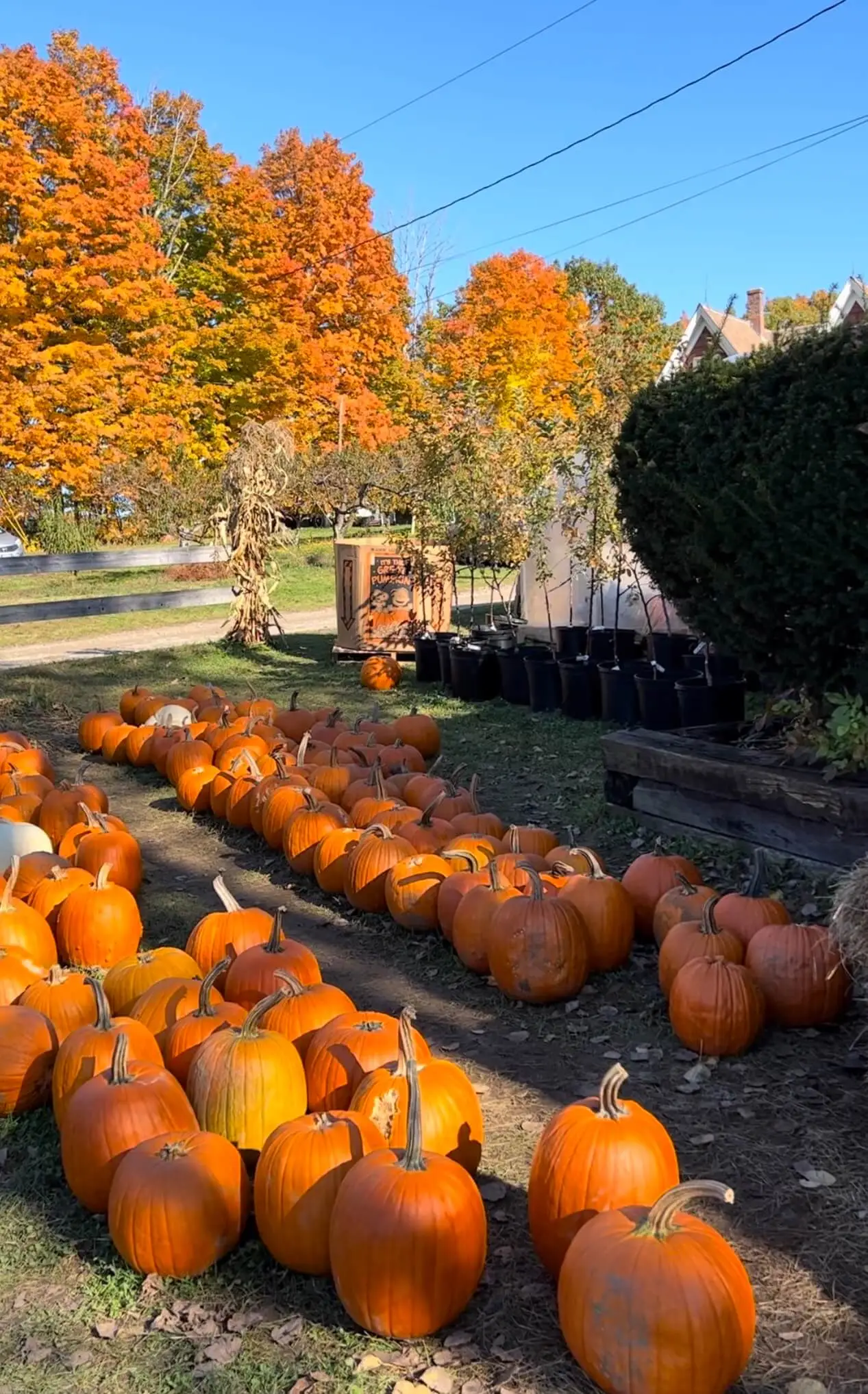 Seven Fall Date Ideas to Try Out around Boston