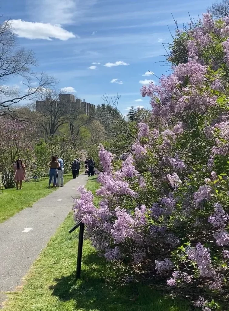The lilacs in the arnold arboretum