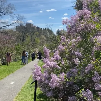 Arnold Arboretum in Boston, Massachusetts, a fun free things to do in Boston