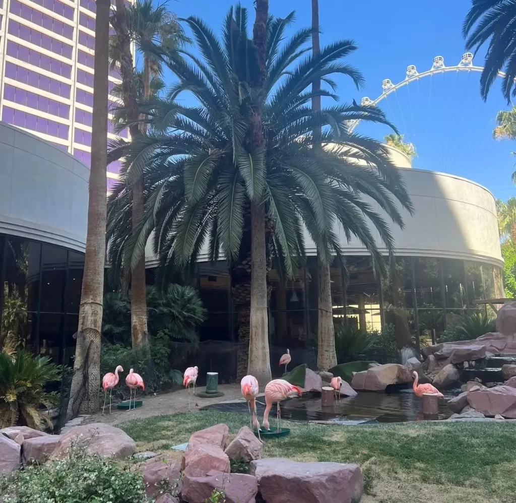 Flamingo habitat in Las Vegas, a must-do for your itinerary