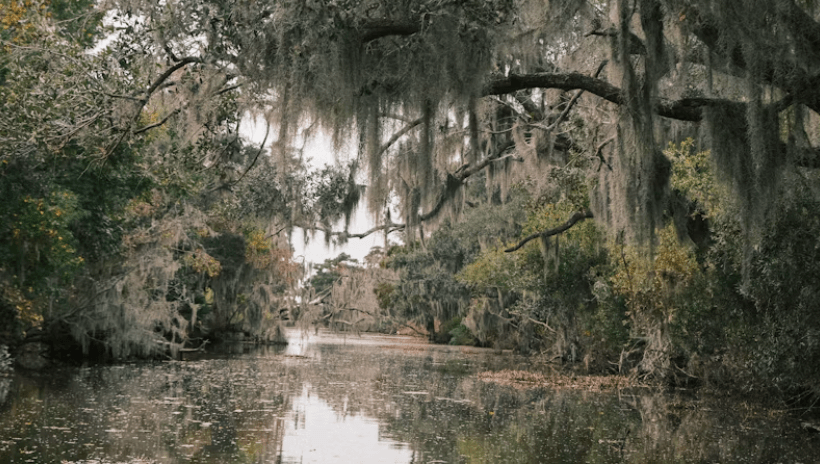 Swamp in Louisiana outside of New Orleans