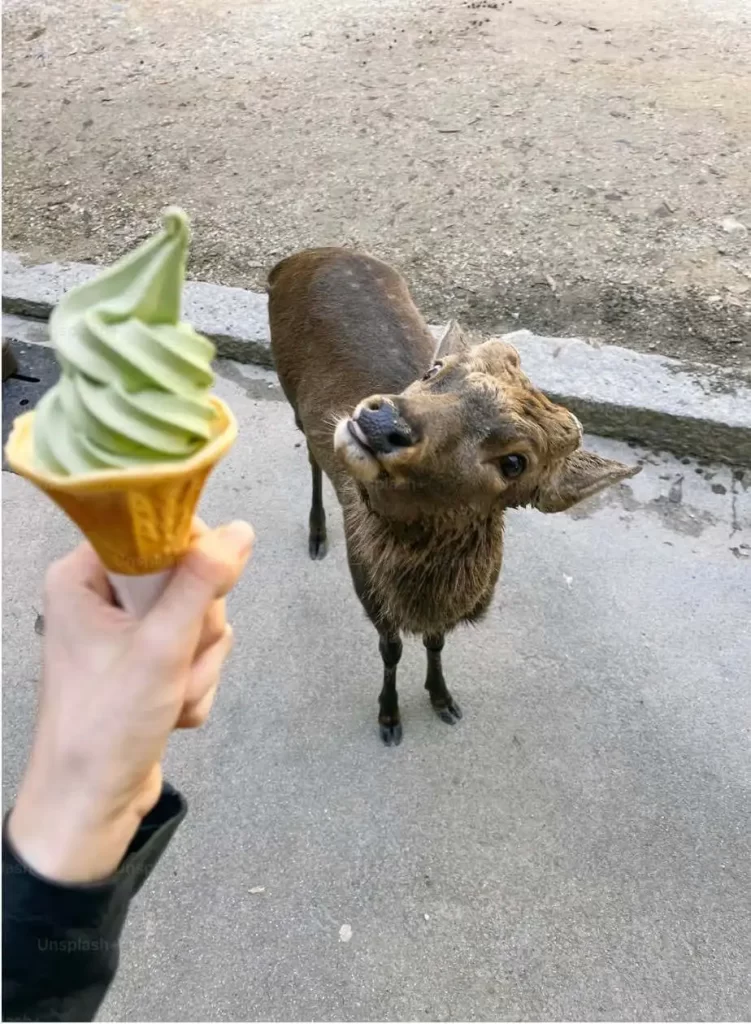 Nara Park